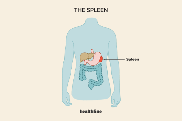 الطحال| spleen surgery