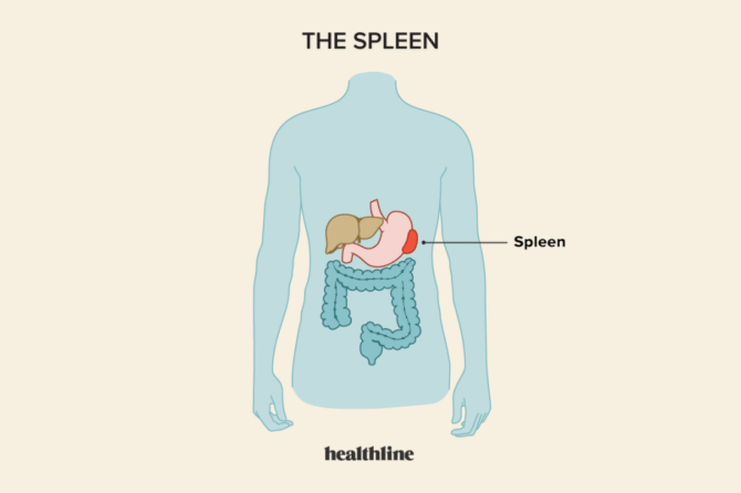 الطحال| spleen surgery