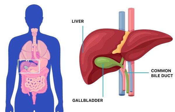 المرارة| Gallbladder
