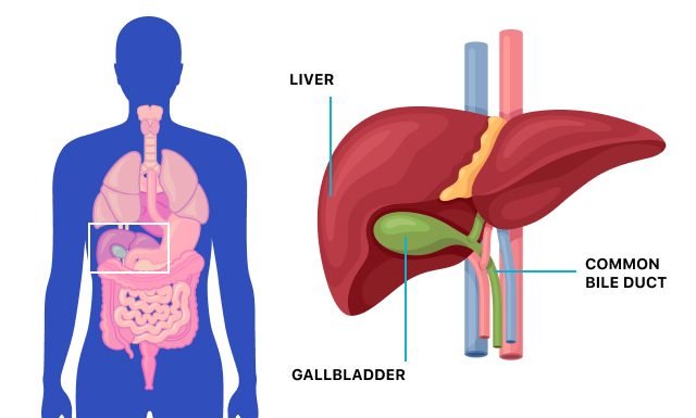 المرارة| Gallbladder